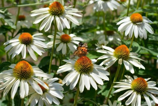 A butterfly sits on top of a group of white coneflowers Echinanea purpurea Pow Wow White
