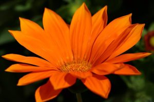Gazania rigens Orange daisy like flower bright orange