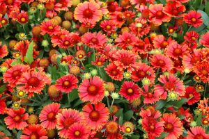A field of Gaillardia 'Mesa Red' Blanket Flowers burnt orange red with yellow tips daisy like flowers