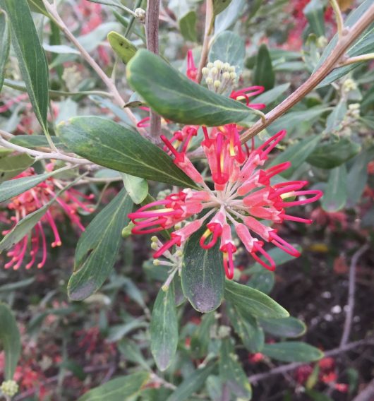 Grevillea olivacea red Olive leaf Grevillea red spider like flowers australian native plant olive leaf