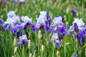 A field of purple and white Iris germanica 'Bearded Iris' flowers.