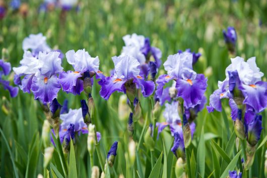 Iris germanica 'Bearded Iris' 6