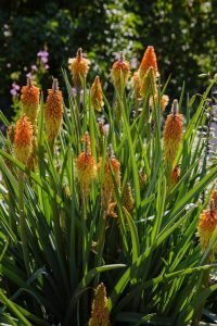 A bunch of Kniphofia uvaria 'Scorched Corn' flowers in a garden green leaves Torch Lily or Poker