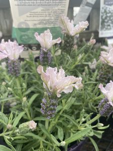Lavandula denudata hybrid 'Lavinnova® Blushberry Ruffles' Lavender flowers in a garden grey green foliage and white purple flowers