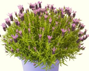 Lavandula pedunculata hybrid Lavinnova® The Queen PBR Lavender potted purple pink flowers