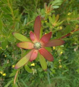 Leucadendron salignum Sarah flower Proteaceae hybrid pink green