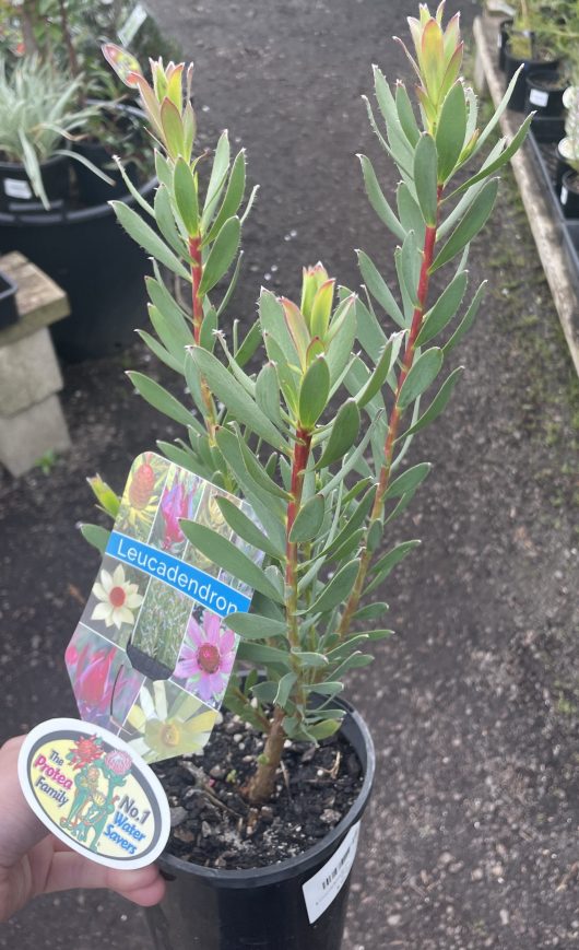 A person holding a Leucadendron 'Sarah' 8" Pot with a sticker on it.