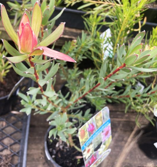 A Leucadendron 'Sarah' 8" Pot with a flower on it.