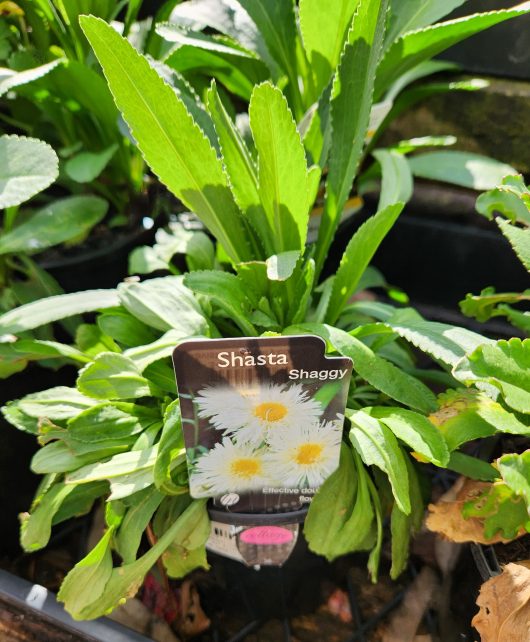 Leucanthemum superbum Shasta Daisy Shaggy 6inch pot label with green leaves
