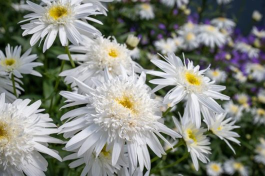 Leucanthemum superbum Shasta Daisy Shaggy flowers ruffled fluffy white blooms with yellow centres