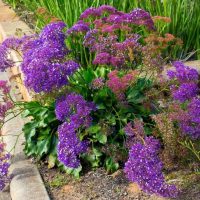 Limonium 'Sea Lavender' Dark Blue limonium statice perezii dark blue