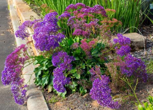 Limonium 'Sea Lavender' Dark Blue limonium statice perezii dark blue