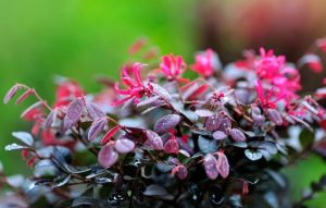 Loropetalum chinense little china ruby chinese fringe flower purple foliage bright pink magenta flowers shrub