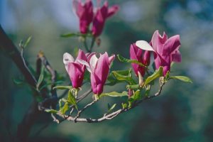 Magnolia soulangeana Early Pink blooming on a tree branch with green leaf Tulip magnolia saucer magnolia pink and purple flowering