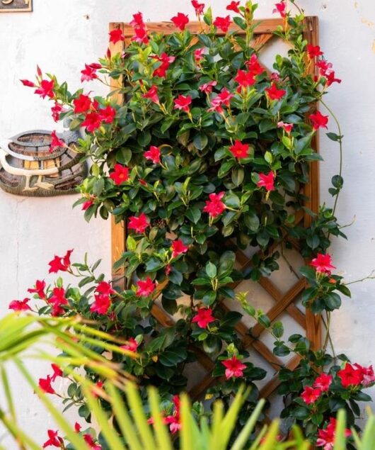 Mandevilla 'Jade Red' Dipladenia growing on trellis bright red flowers Diamantina