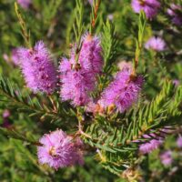 Melaleuca decussata Honey Myrtle Paperbark Myrtle Purple mauve flowers on a bush with green leaves.