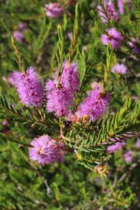 Melaleuca decussata Honey Myrtle Paperbark Myrtle Purple mauve flowers on a bush with green leaves.