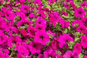 A bed of Petunia Mini Vista® 'Hot Pink' flowers with green leaves cottage garden