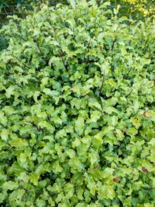 A close up of a Pittosporum tenuifolium Pinnacle with green leaves and black stems upright narrow growth hedging screening plant