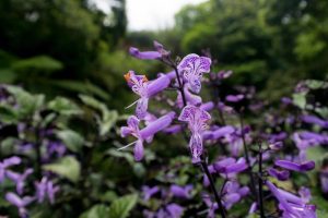 Plectranthus hybrid Cape Angel's Purple PBR purple spiked flowers dark purple stems and green leaves cottage garden