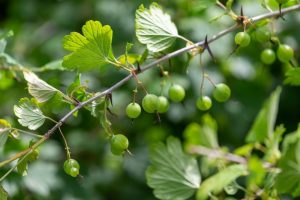 Ribes uva crispa European gooseberry fruits edible berries hanging off a branch with green leaves
