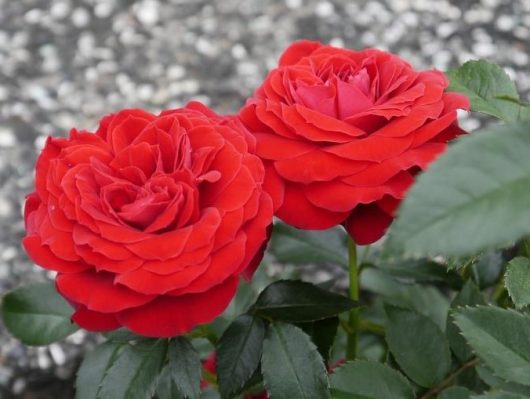 Two red roses are growing in a garden.