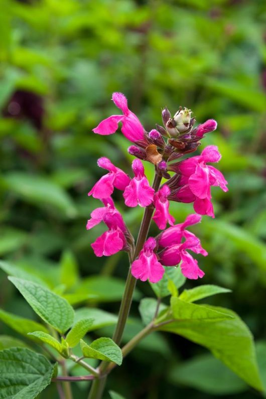 Salvia 'Bethellii' Salvia involucrata Rosy-Leaf Sage Bethel Sage Green leaves and pretty hot pink cerise tubular flowers