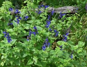Salvia bullulata Winter Blue Sage masses of bright electric blue flowers with green foliage