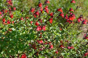 Salvia gesneriiflora Tequila Sage masses of bright red flowers with deep purple black stamens and green leaves cottage garden