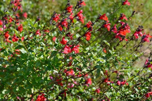 Salvia gesneriiflora Tequila Sage masses of bright red flowers with deep purple black stamens and green leaves cottage garden