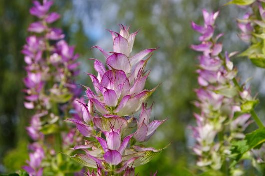 Salvia sclarea Clary sage flowers mauve purple upright blooms