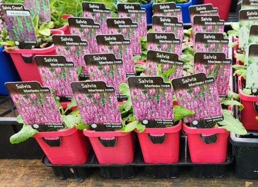 Salvia superba Merleau Rose Sage 3inch pink small pots flowering sage