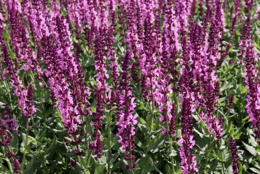 Salvia superba Merleau Rose flowering Sage. Masses of hot pink purple rose soft spiked flowers