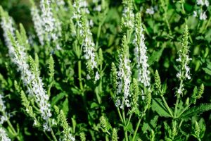 salvia superba merleau white flowering sage blooming with breen foliage