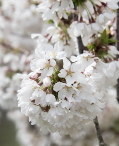 White cherry blossoms in a modern garden.