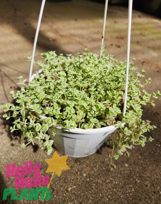 Sedum 'Little Missy Fairy Cushion' 6" (Hanging Basket)