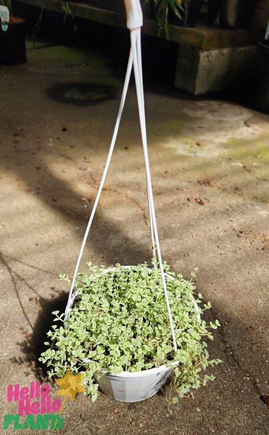 Sedum little missy succulent fairy cushion in white hanging basket