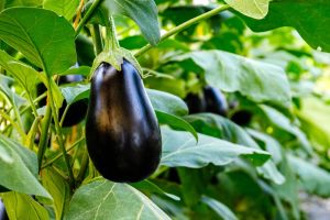 Solanum melongena Eggplant Bonica Vegetable hanging off plant long elongated purple vegetable edibles