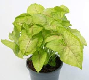 Syngonium podophyllum Sunshine Speckles with green leaves and red veins on a white background.