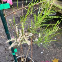 Tamarix ramosissima salt cedar tree tamarisk in 6inch pot winter flowering pink