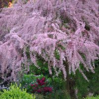 Incredible pink blooming tree with pendulous branches Tamarisk Salt Cedar Tree Tamarix Ramosissima