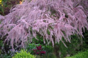 Incredible pink blooming tree with pendulous branches Tamarisk Salt Cedar Tree Tamarix Ramosissima