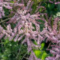 Beautiful display of long racemes of feathery pink flowers all along its branches Tamarix ramosissima salt cedar tamarisk