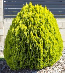 Thuja orientalis morganii miniture golden biota conifer bright green