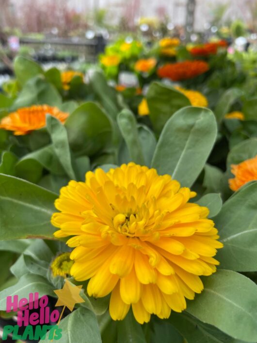 Calendula 'Bon Bon™ Mix' 4" Pot