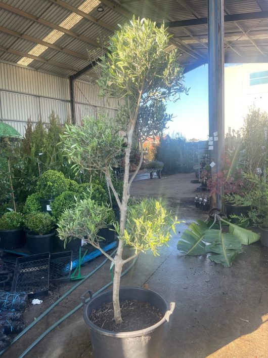 Olea europaea 'Cloud Pruned' Olive 75L pot tree in a warehouse Topiary shaped
