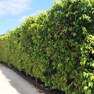 Weeping Lilly Pilly Hedge