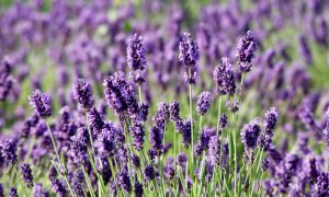 French Lavender