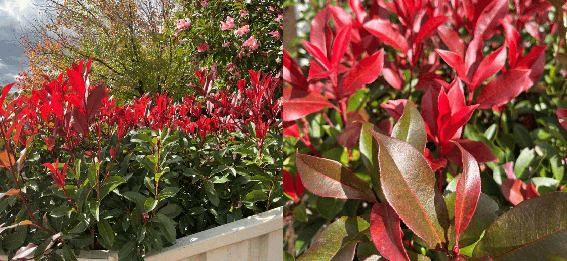 Photinia 'Tia' Robusta hedge screening