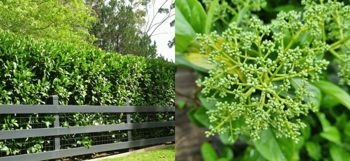 Sweet Viburnum hedge
